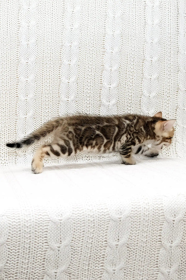 Krocus | bengal kitten