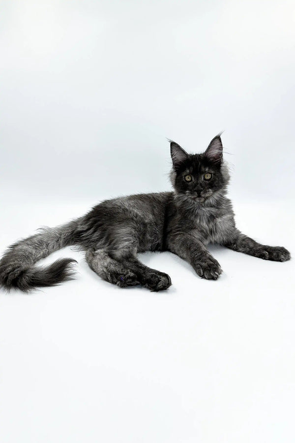 Long-haired black Maine Coon kitten Ksyusha lounging with paws stretched out
