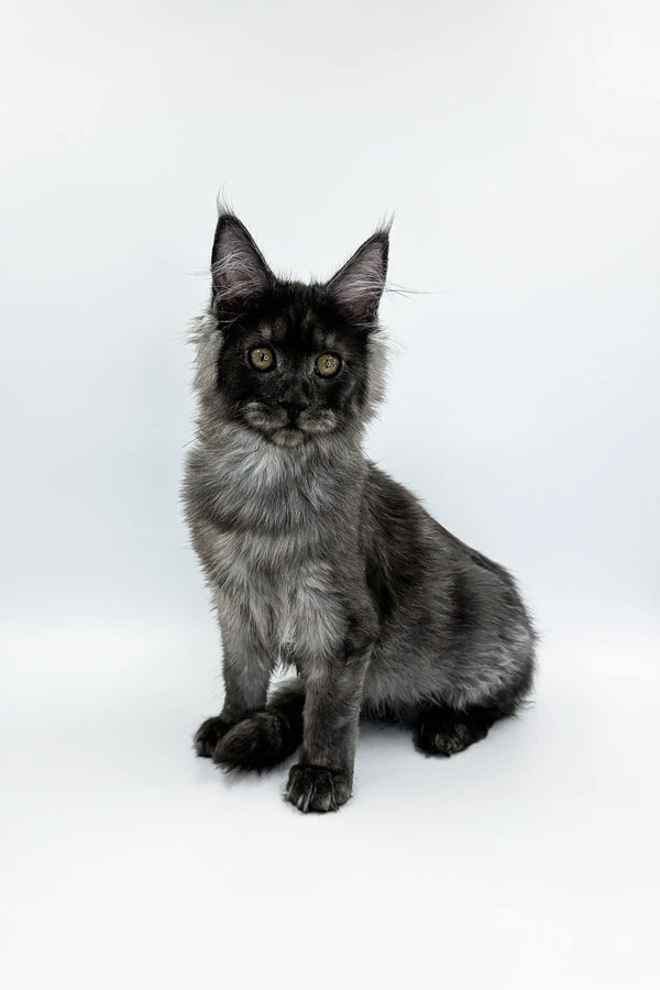 Gray Maine Coon kitten sitting upright, looking alert and adorable in Ksyusha