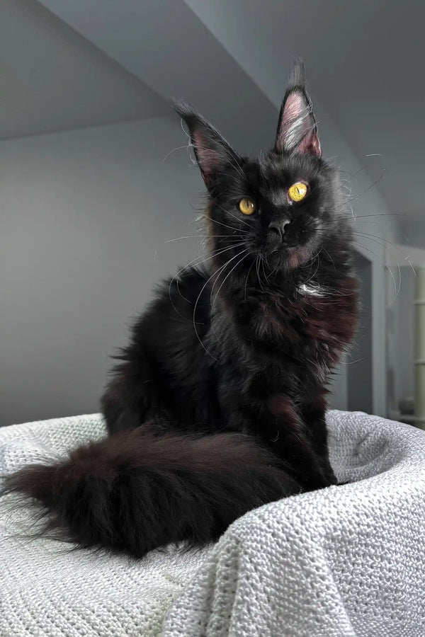 Kuba | maine coon kitten