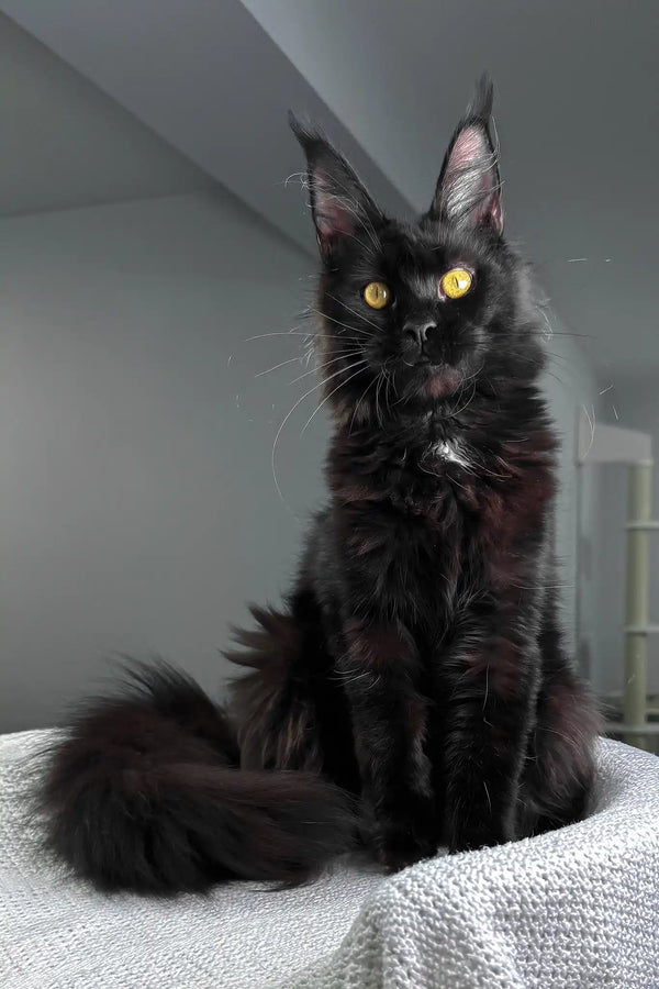 Kuba | maine coon kitten