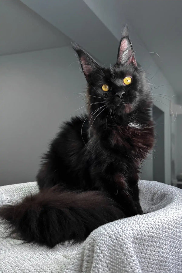 Kuba | maine coon kitten