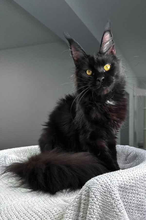 Kuba | maine coon kitten