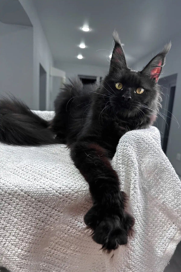 Kuba | maine coon kitten