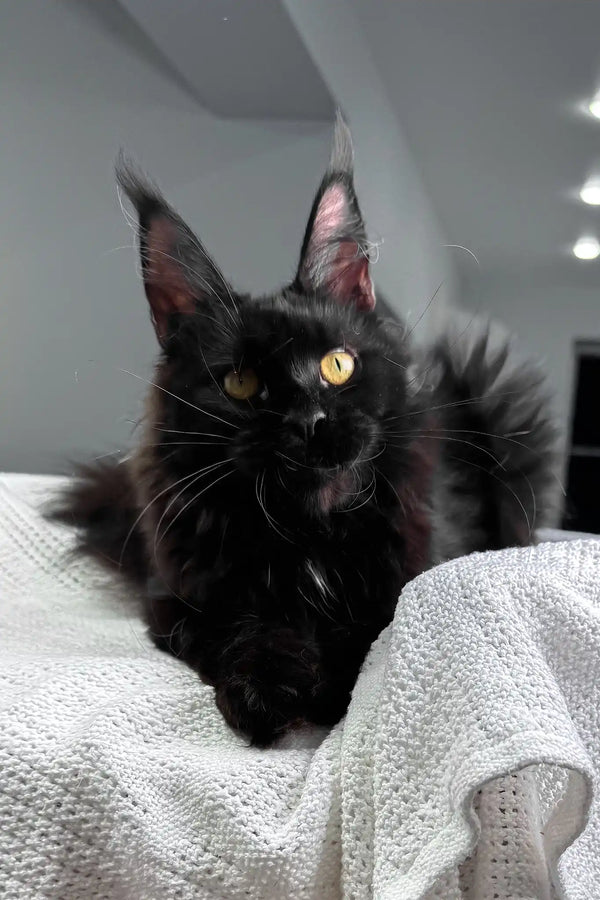 Kuba | maine coon kitten