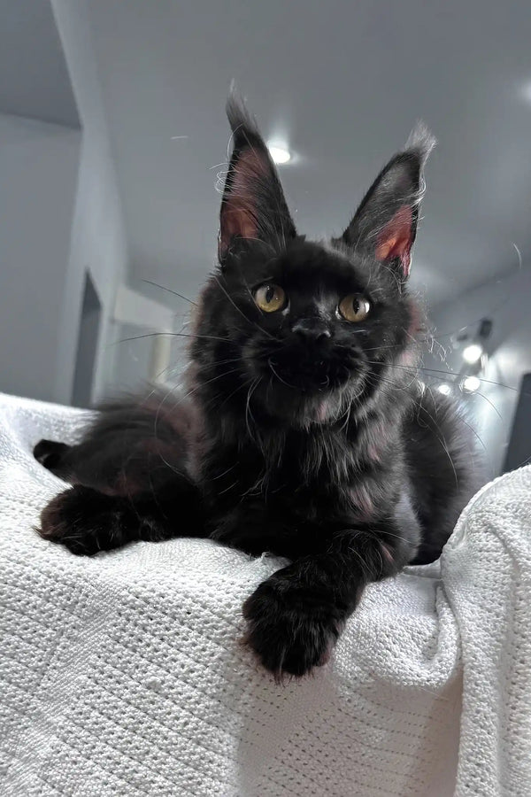Kuba | maine coon kitten