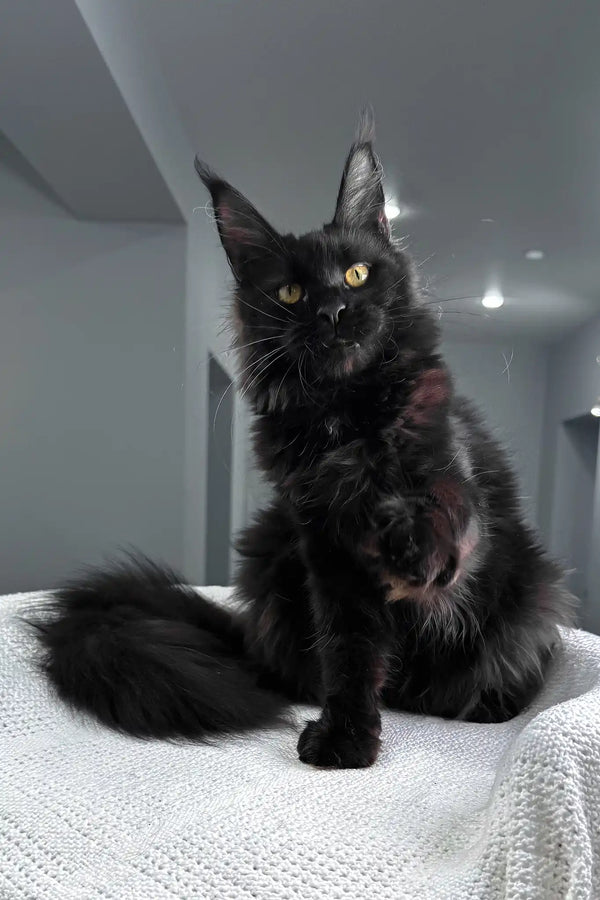 Kuba | maine coon kitten