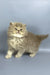 Kukla | british longhair kitten