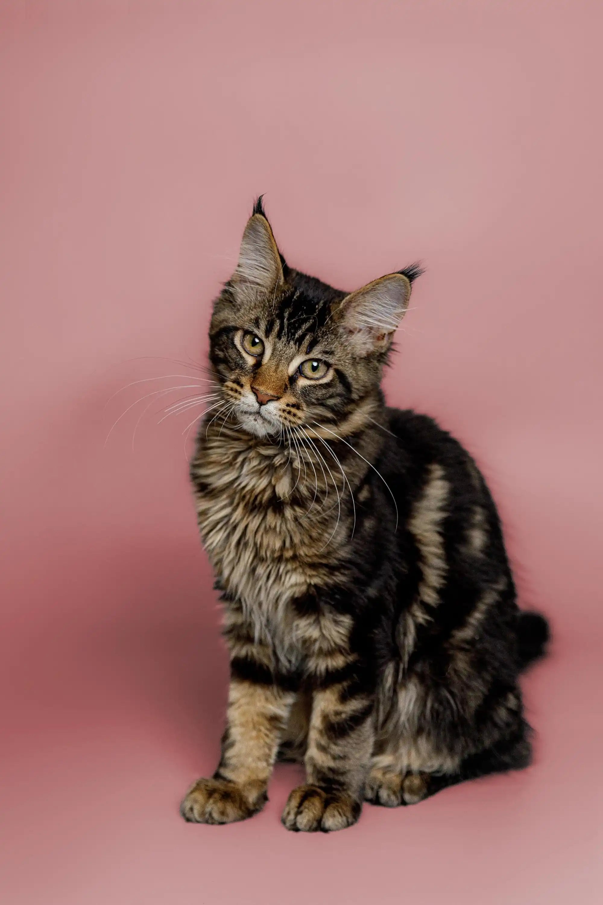 AVADA - Best Sellers Kurumi | Maine Coon Kitten
