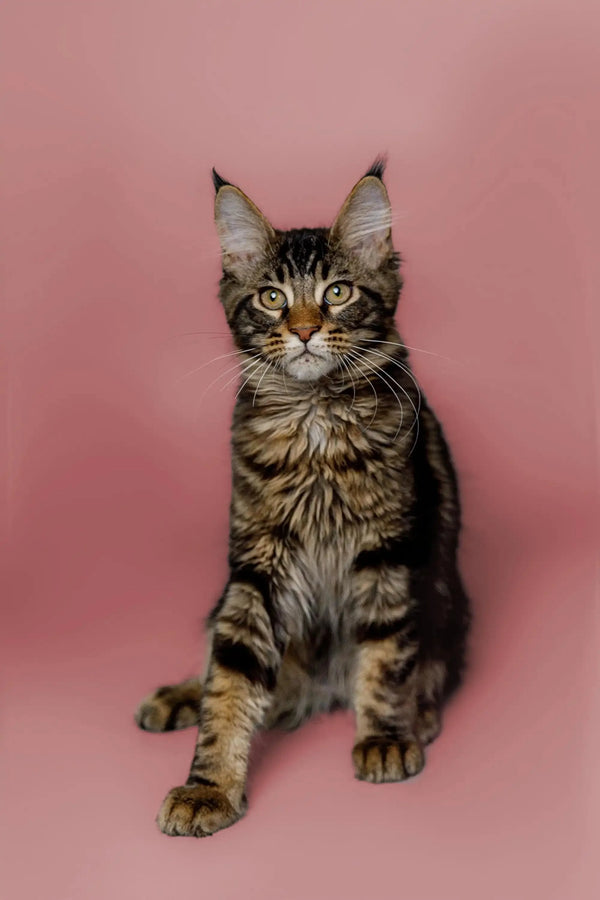 Tabby Maine Coon kitten with ear tufts sitting against a pink backdrop