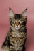 Tabby Maine Coon Kitten with striking green eyes and cute ear tufts, super adorable!