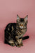 Tabby Maine Coon kitten with striped fur and alert expression in Kurumi product