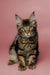 Tabby Maine Coon kitten with ear tufts and fluffy coat from Kurumi collection