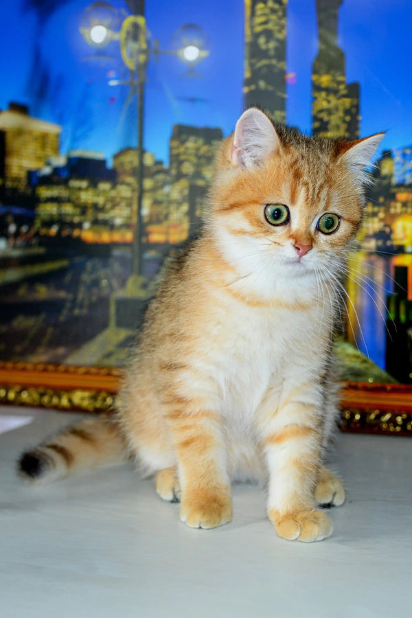 Adorable orange and white Scottish Straight kitten with wide bright eyes