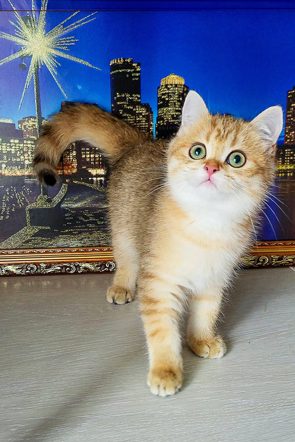 Adorable Scottish Straight Kitten with fluffy cream coat and wide eyes