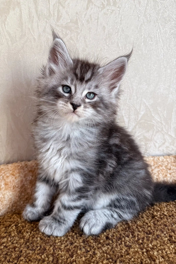 Kuzya | maine coon kitten