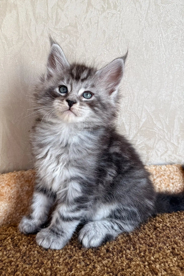 Kuzya | maine coon kitten