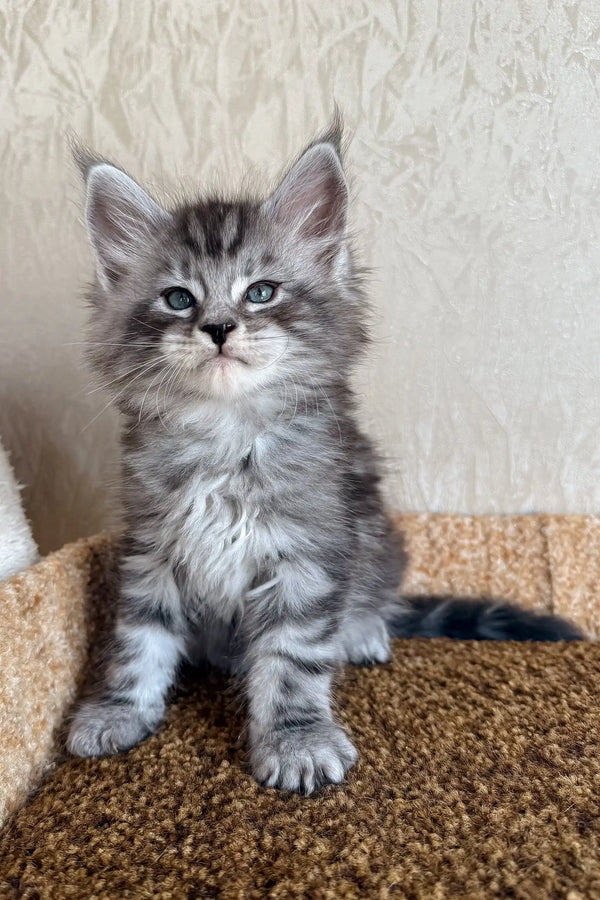 Kuzya | maine coon kitten