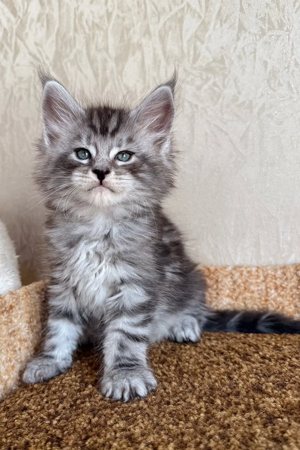Kuzya | maine coon kitten