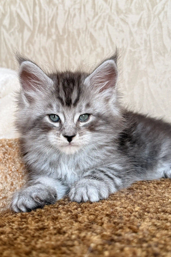 Kuzya | maine coon kitten
