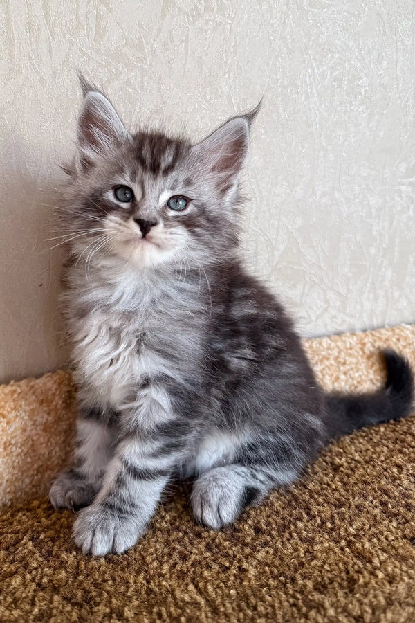 Kuzya | maine coon kitten