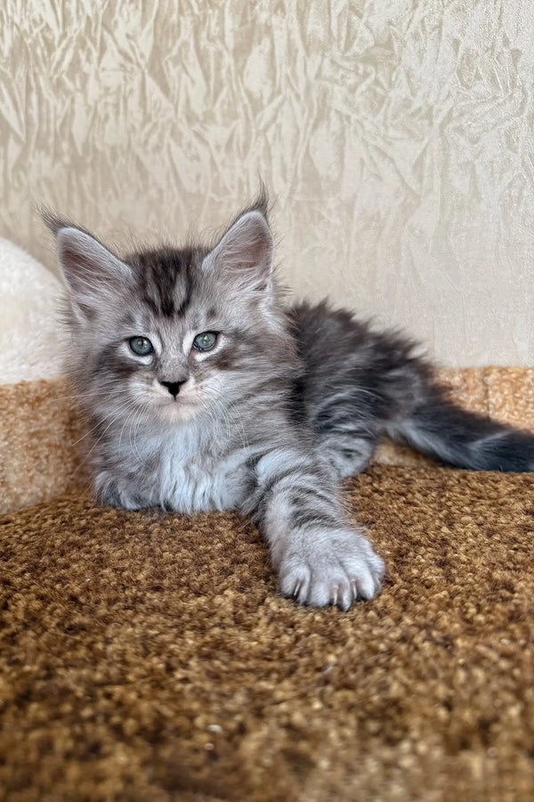Kuzya | maine coon kitten