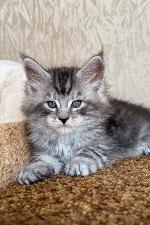 Kuzya | maine coon kitten