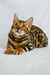 Bengal cat with bold brown and black stripes in Kylie Bengal Kitten product