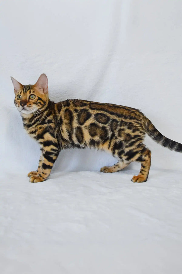 Bengal cat with rosette-patterned coat in profile, featured in Kylie | Bengal Kitten