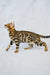 Bengal cat with unique rosette markings from the Kylie Bengal Kitten product