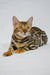 Bengal cat with unique stripes and marbles relaxing, featured in Kylie Bengal Kitten