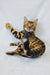 Bengal cat named Kylie with stunning gold and black stripes lounging on her side