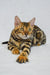 Bengal cat with golden black stripes lounging, perfect for Kylie | Bengal Kitten