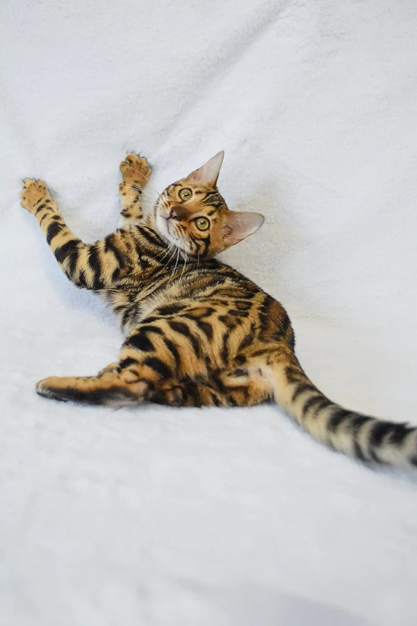 Playful Bengal cat with stripes lying on back in Kylie | Bengal Kitten product