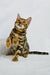 Bengal cat with unique stripes and one paw raised, perfect for Kylie | Bengal Kitten