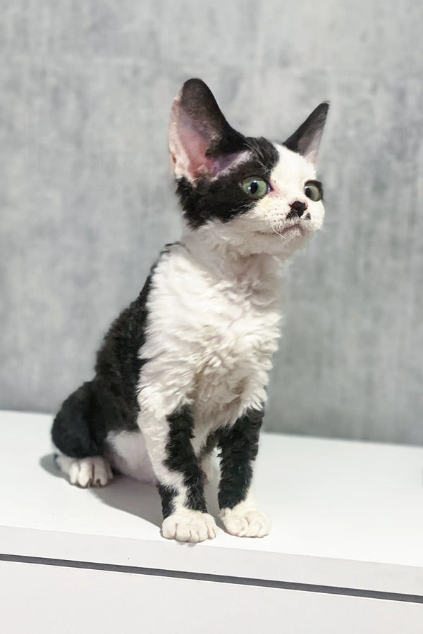 Black and white Devon Rex kitten Kylie with unique markings sitting upright
