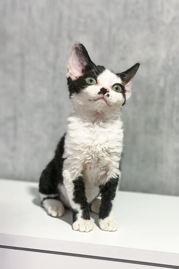 Cute black and white Devon Rex kitten with curly fur sitting upright