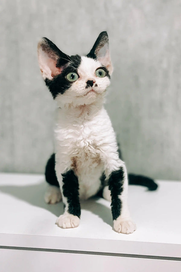 Adorable black and white Devon Rex kitten with curious eyes looking for a home