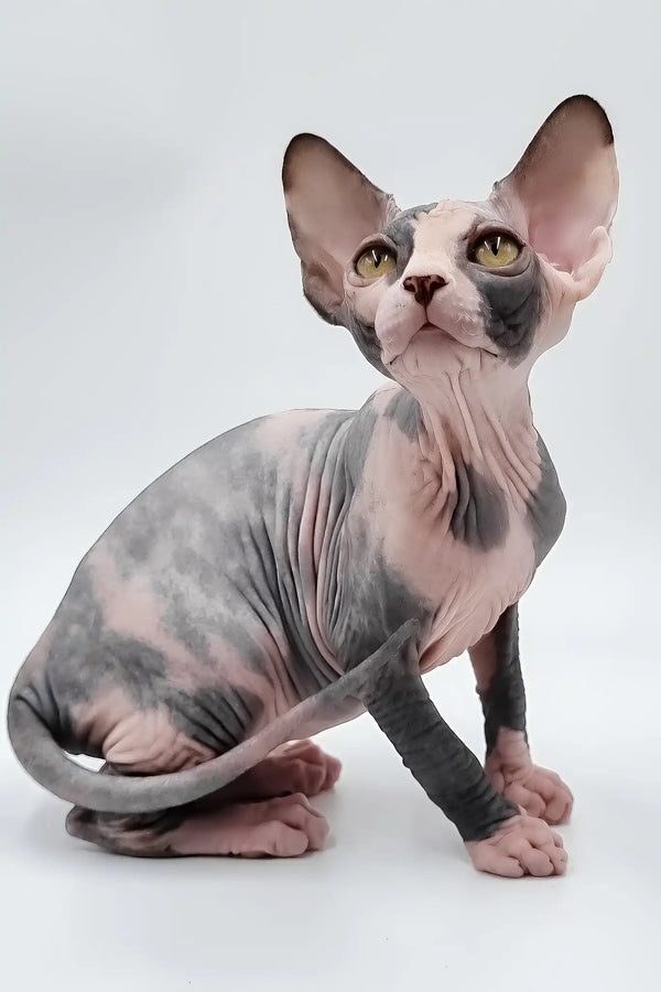 Lady light | sphynx kitten