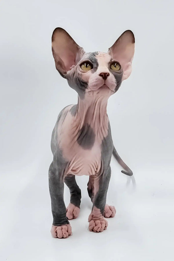 Lady light | sphynx kitten