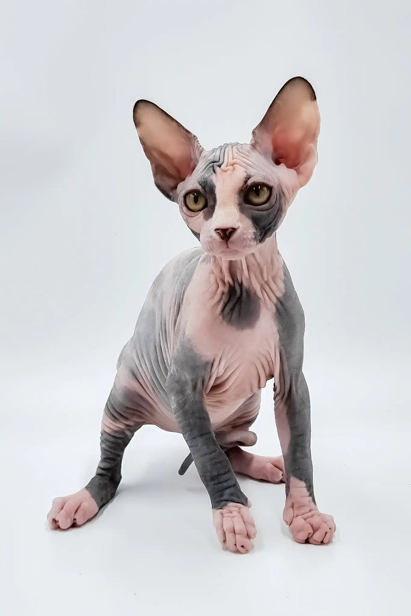 Lady light | sphynx kitten