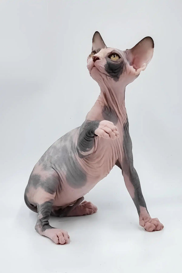 Lady light | sphynx kitten
