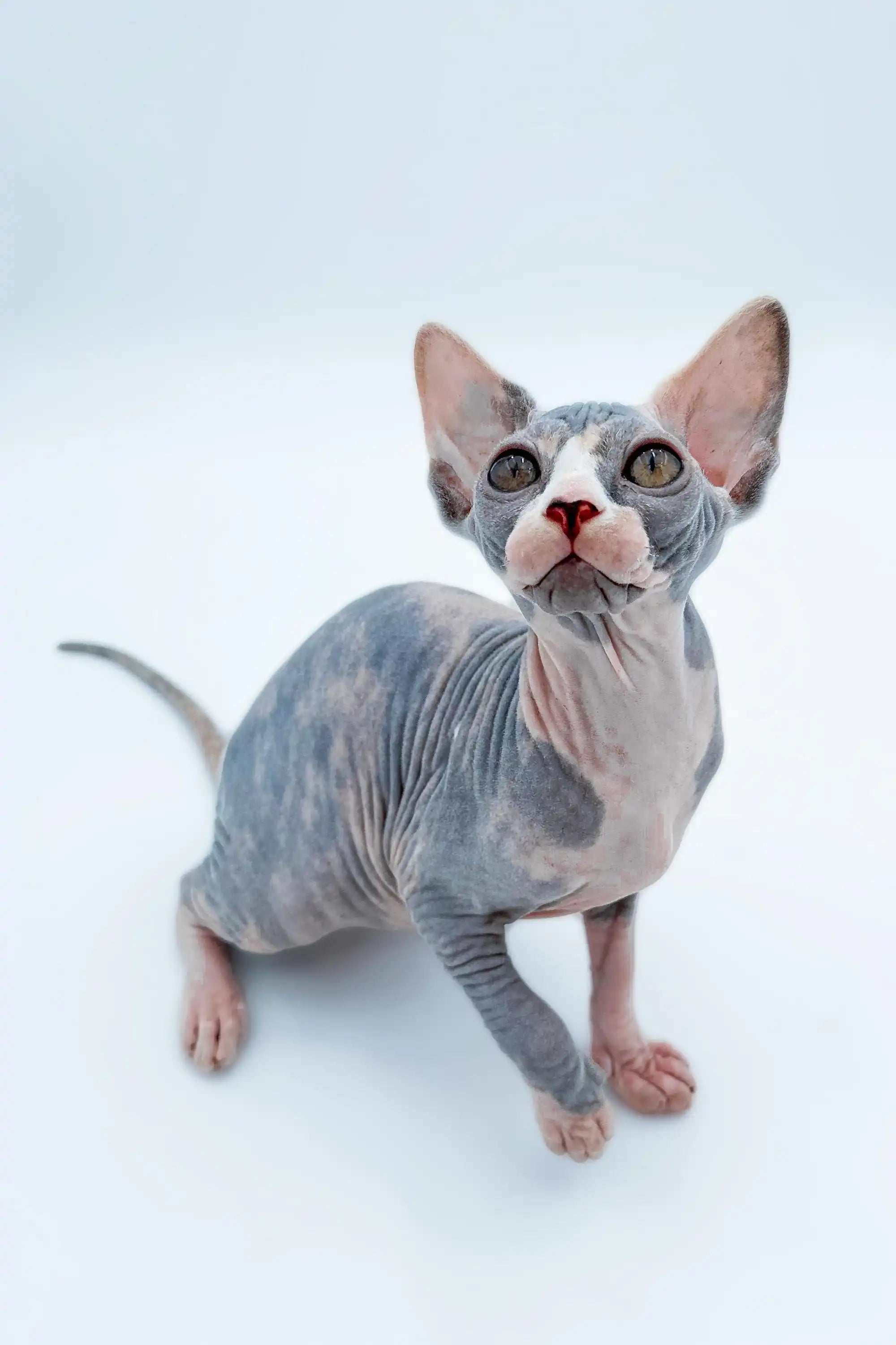 Available For Pick up Today Lady | Sphynx Kitten
