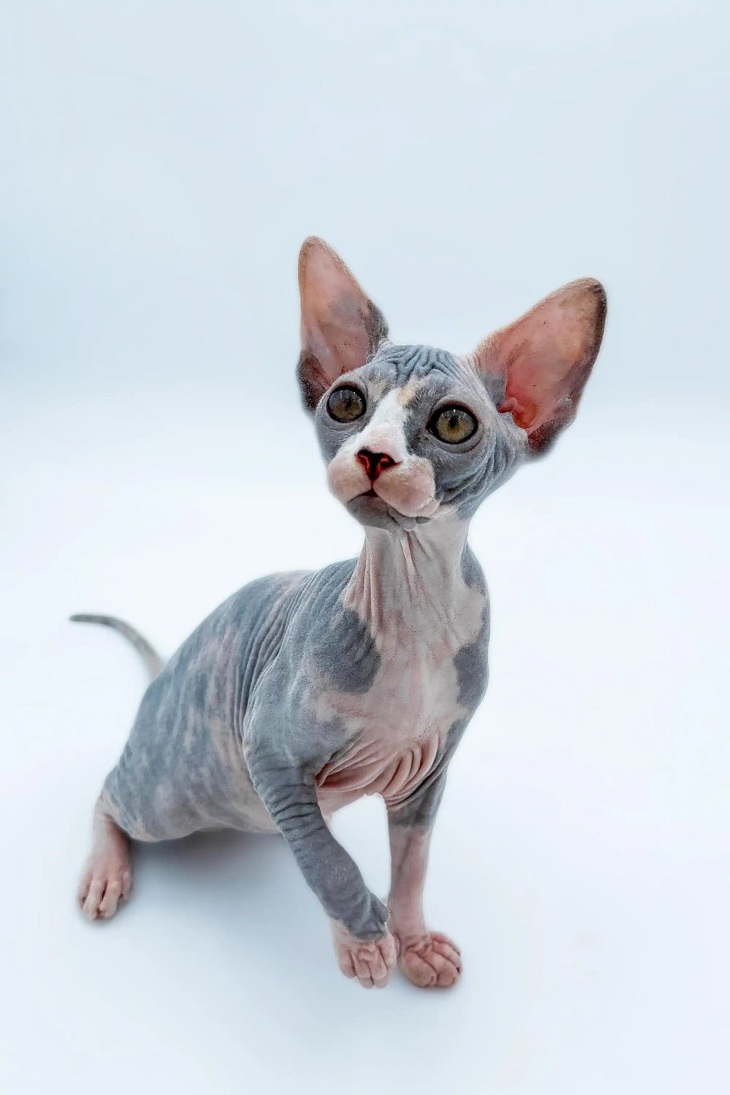 Available For Pick up Today Lady | Sphynx Kitten