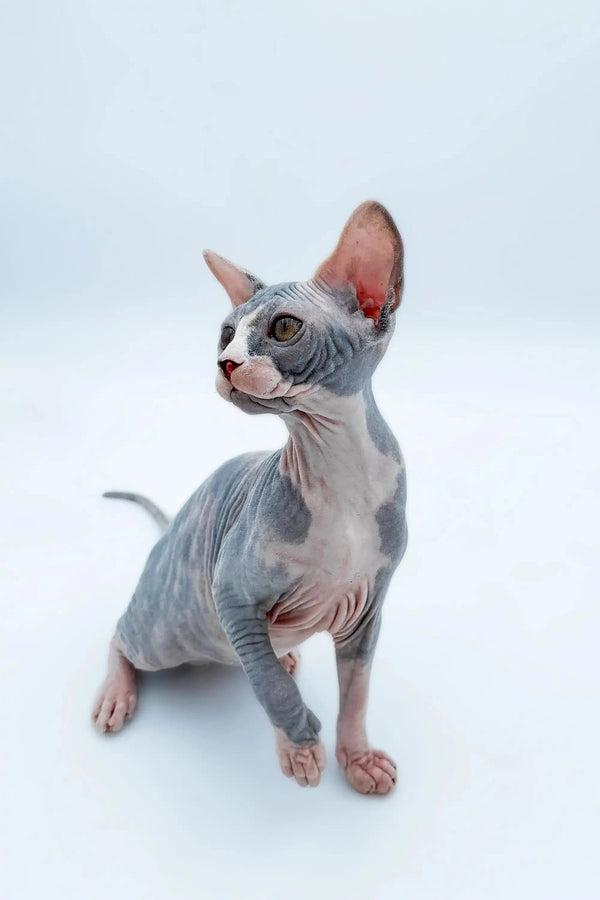 Adopt Lady, a lovable Hairless Sphynx Kitten with big ears and unique wrinkled skin