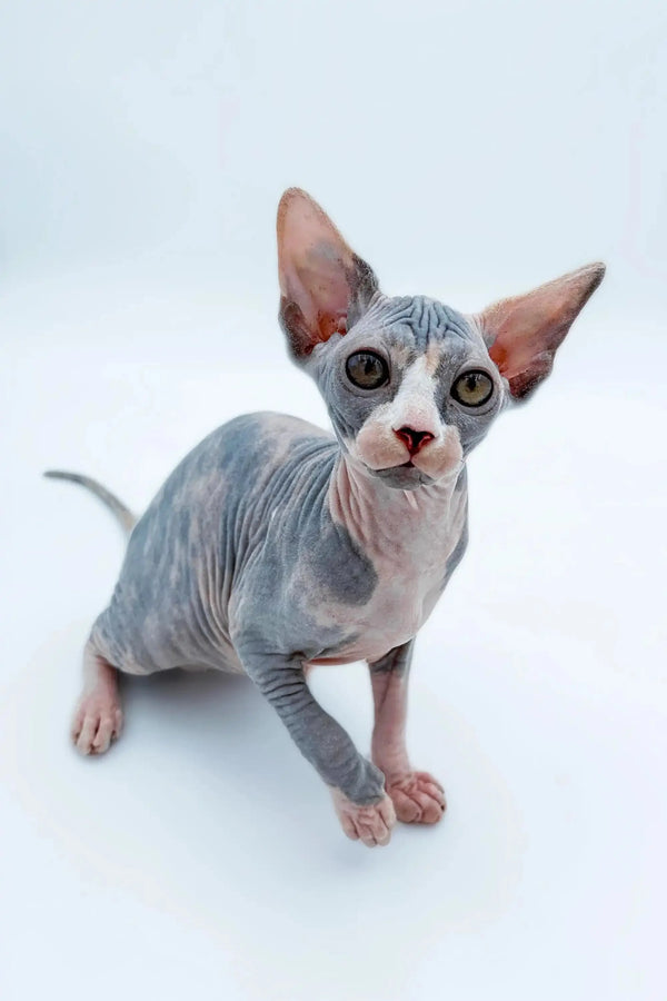 Adopt Lady, a playful Sphynx kitten with big ears and adorable wrinkled skin