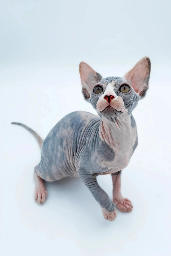 Adopt Lady, the adorable Hairless Sphynx kitten with big ears and wrinkled skin