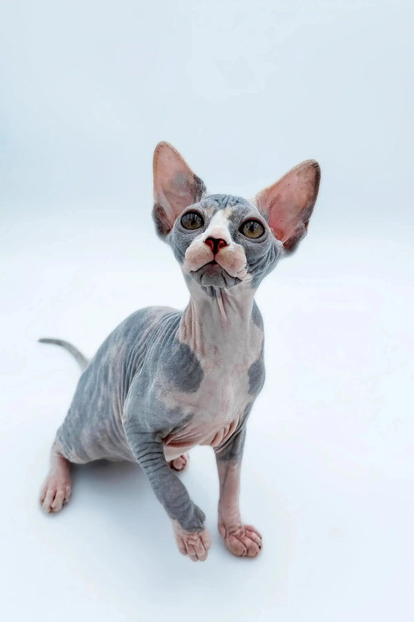 Adopt Lady, a cute hairless sphynx kitten with big ears and expressive eyes