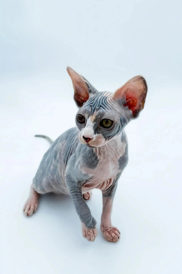 Hairless Sphynx kitten named Lady, showcasing big ears and adorable wrinkled skin