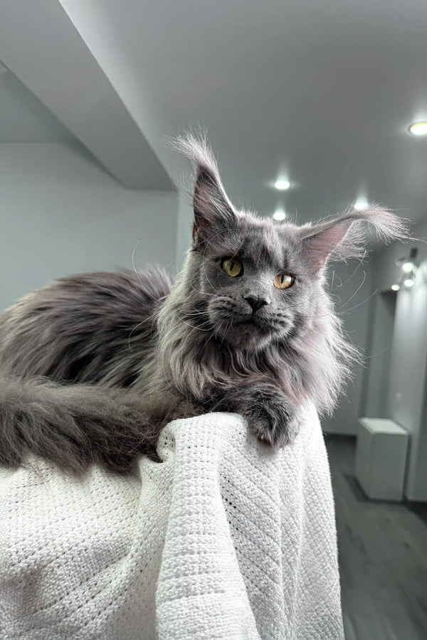 Gray Maine Coon cat relaxing in the Lagune | Maine Coon Kitten product display